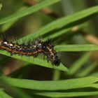 (1) Die Raupe der Ampfer-(Rinden-)Eule (Acronicta rumicis)