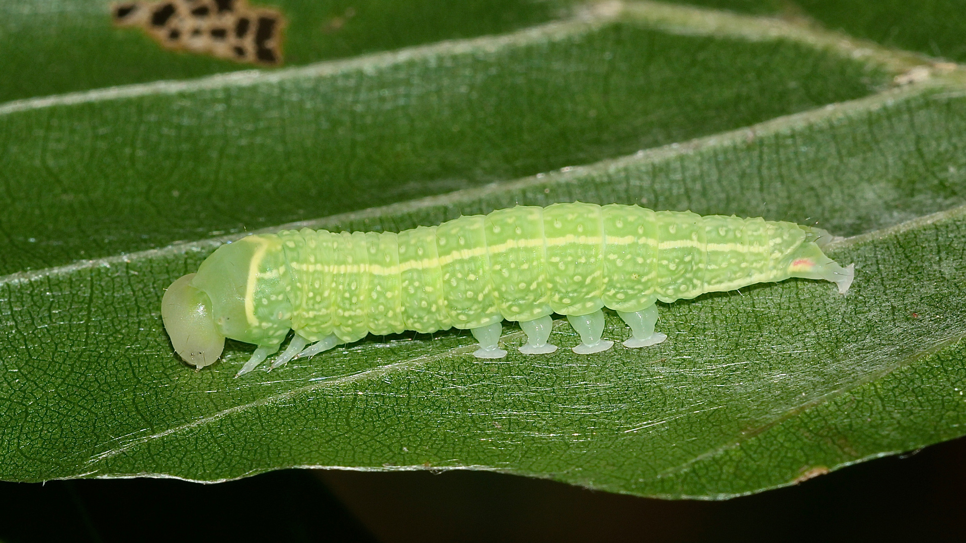 (1) Die Raupe der Buchen-Kahneule (Pseudoips prasinana)