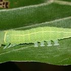 (1) Die Raupe der Buchen-Kahneule (Pseudoips prasinana)