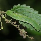 (1) Die Raupe der GELBFLECK-WALDSCHATTENEULE ...