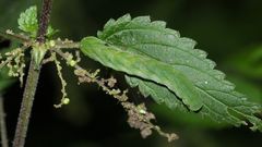 (1) Die Raupe der GELBFLECK-WALDSCHATTENEULE ...