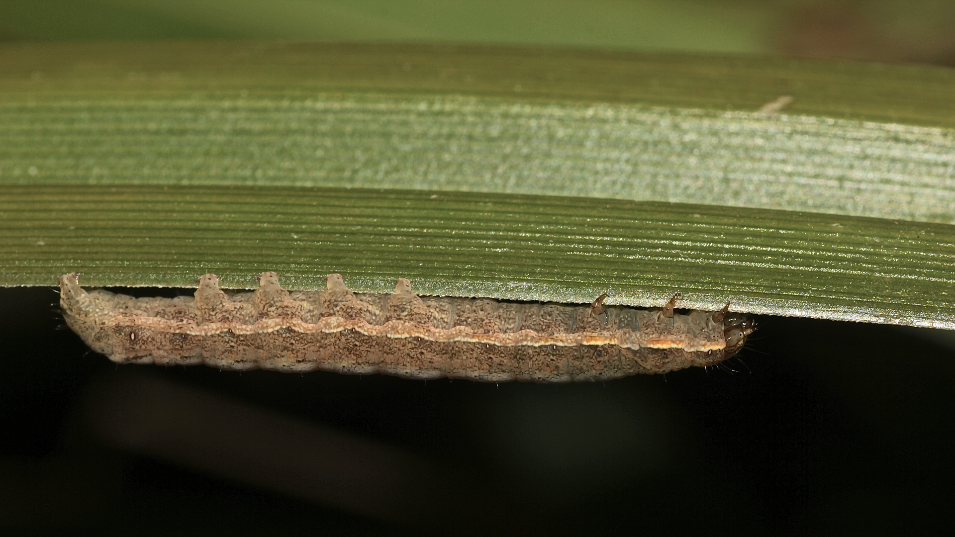 (1) Die Raupe der Janthina-Bandeule (Noctua janthina), ...