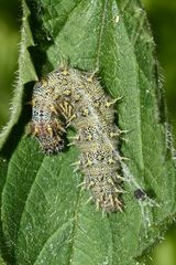 (1) Die Raupe des Admirals (Vanessa atalanta)