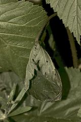 (1) Die Raupe des Admirals (Vanessa atalanta) ...