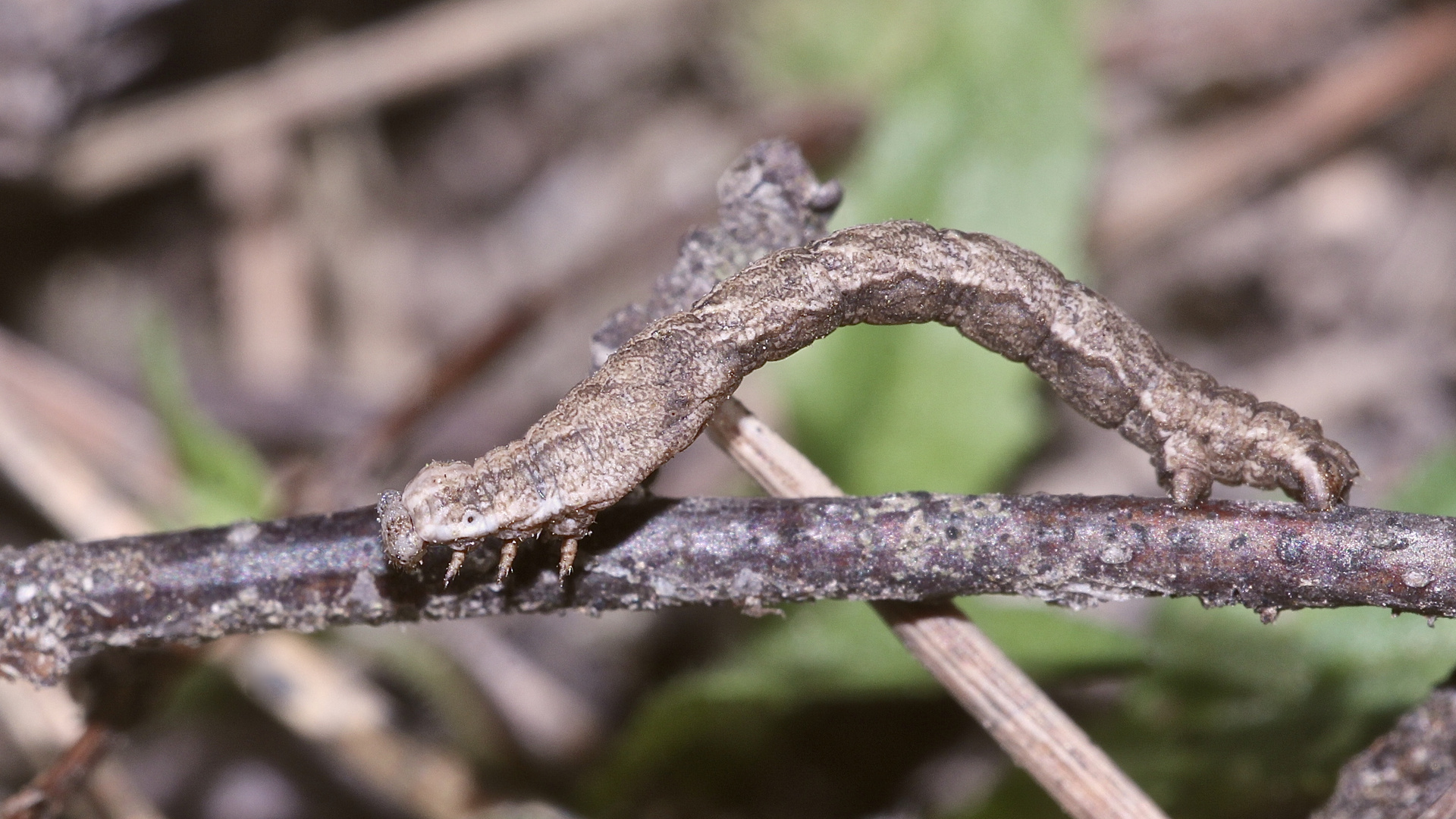 (1) Die Raupe des Ampferspanners (Timandra comae) ...