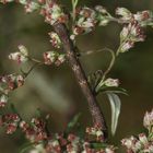 (1) Die Raupe des Aschgrauen Rindenspanners (Hypomecis punctinalis) ...