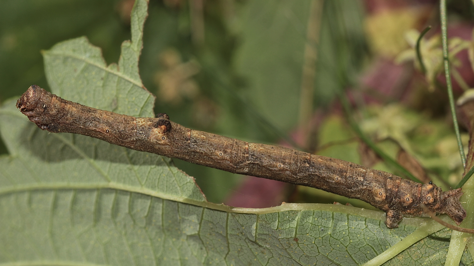 (1) Die Raupe des Aschgrauen Rindenspanners (Hypomecis punctinalis)