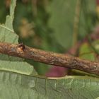 (1) Die Raupe des Aschgrauen Rindenspanners (Hypomecis punctinalis)