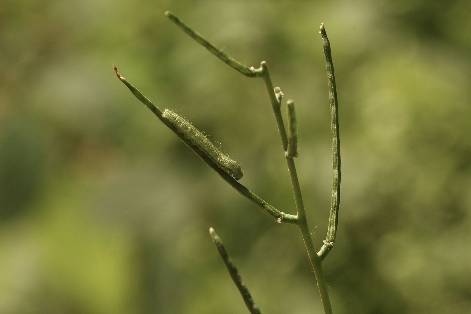 (1) Die Raupe des Aurorafalters (Anthocharis cardamines) ...