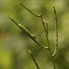 (1) Die Raupe des Aurorafalters (Anthocharis cardamines) ...