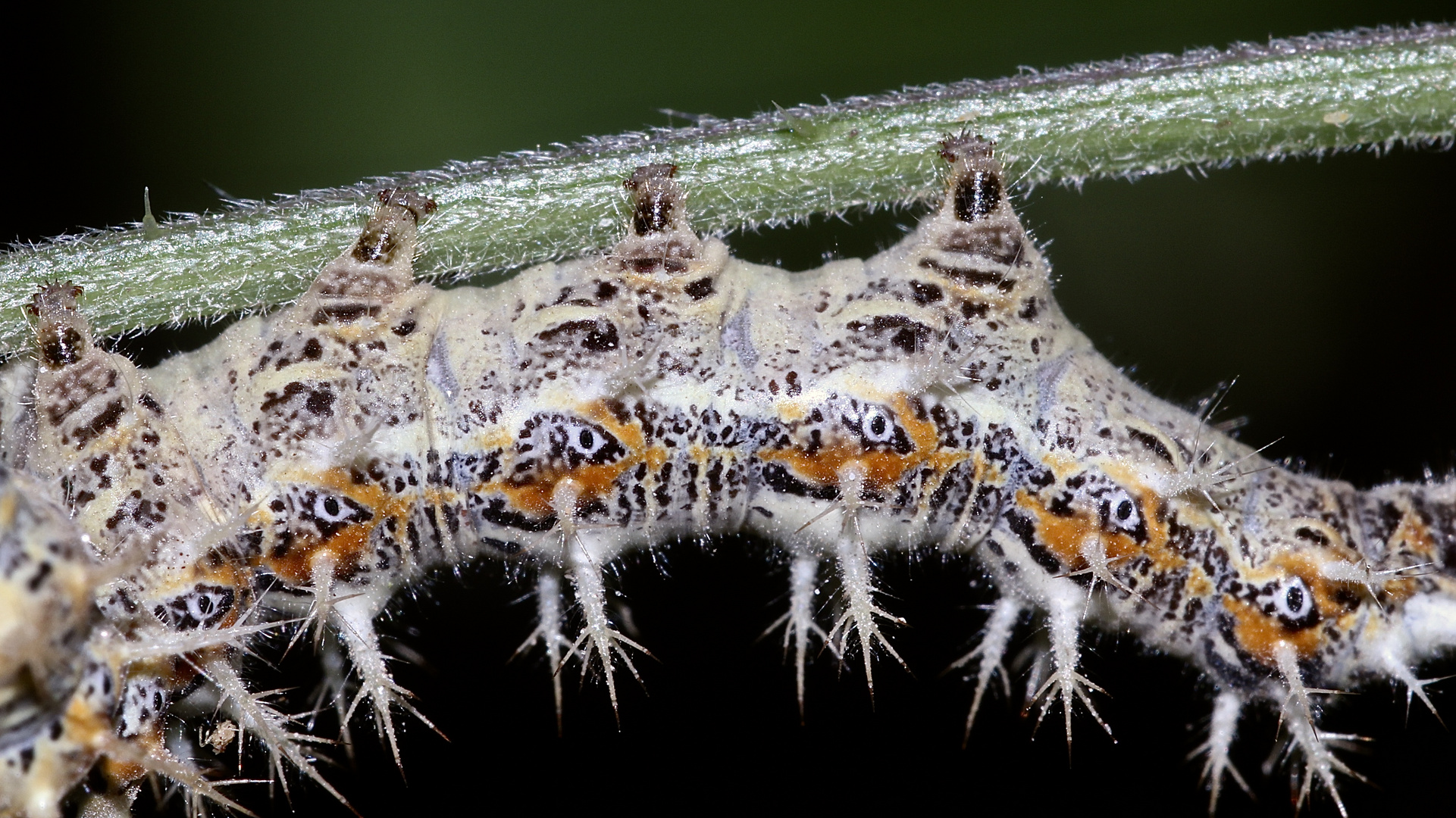 (1) Die Raupe des C-Falters (Polygonia c-album) ...