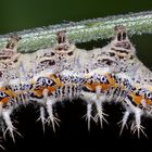 (1) Die Raupe des C-Falters (Polygonia c-album) ...