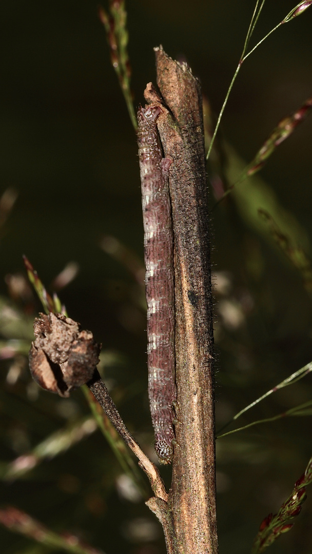 (1) Die Raupe des Grauen Erlenrindenspanners Foto & Bild | natur