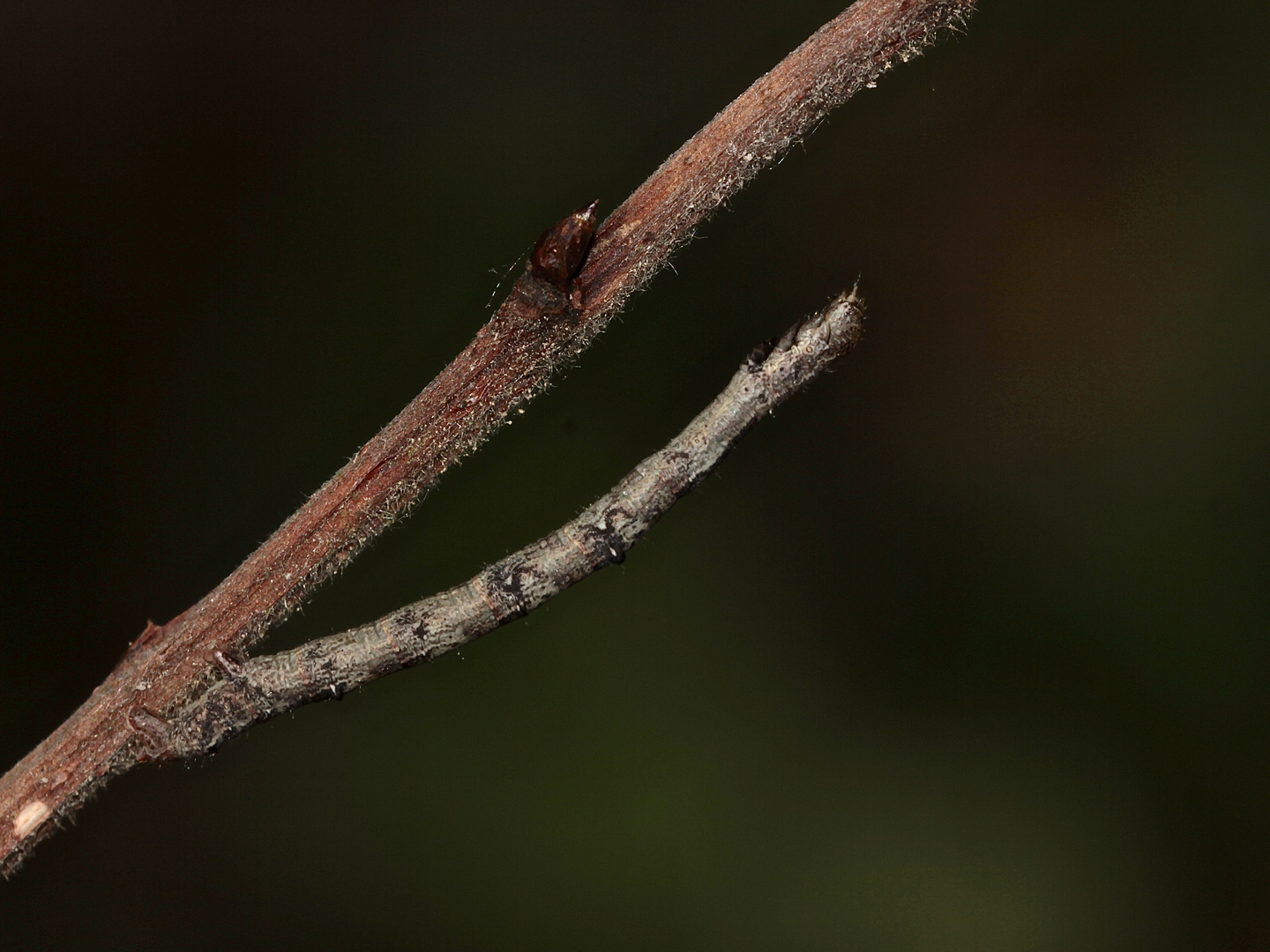 (1) Die Raupe des Herbst-Zackenspanners (Ennomos autumnaria) ...