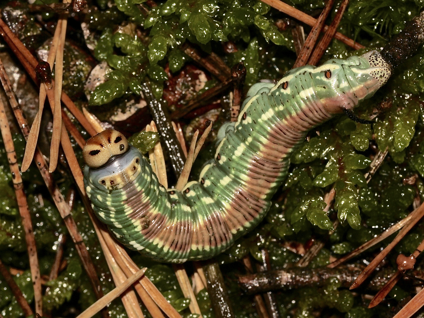 (1) Die Raupe des Kiefernschwärmers (Sphinx pinastri) ...