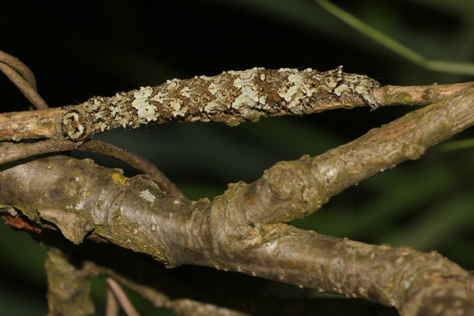 (1) Die Raupe des Kleinen Eichenkarmins (Catocala promissa)