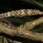 (1) Die Raupe des Kleinen Eichenkarmins (Catocala promissa)