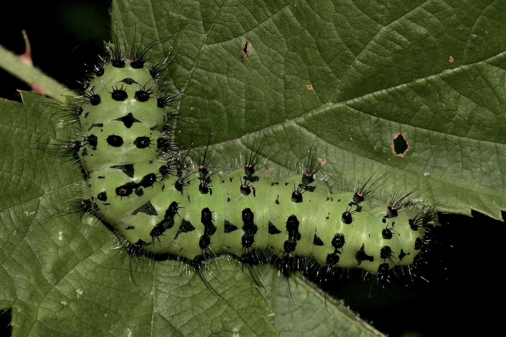 (1) Die Raupe des Kleinen Nachtpfauenauges (Saturnia pavonia) auf Brombeere