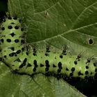 (1) Die Raupe des Kleinen Nachtpfauenauges (Saturnia pavonia) auf Brombeere