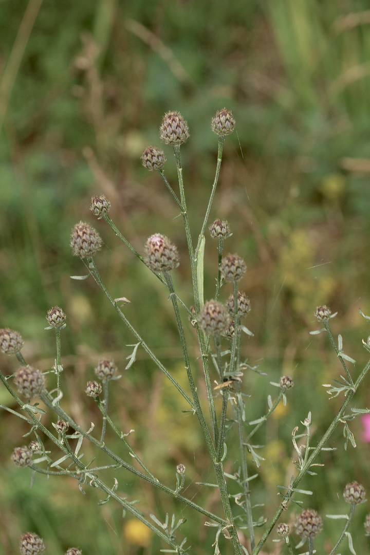 (1) Die Raupe des Ringfleck-Rindenspanners (Cleora cinctaria)