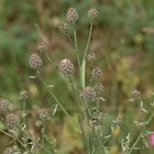 (1) Die Raupe des Ringfleck-Rindenspanners (Cleora cinctaria)