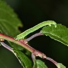 (1) Die Raupe des Schattenbinden-Weißspanners (Lomographa temerata)