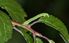 (1) Die Raupe des Schattenbinden-Weißspanners (Lomographa temerata)