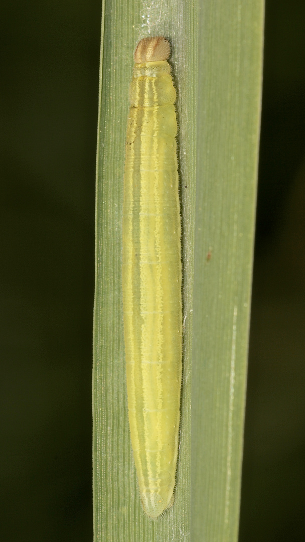 (1) Die Raupe des Schwarzkolbigen Braun-Dickkopffalters (Thymelicus lineola) ...