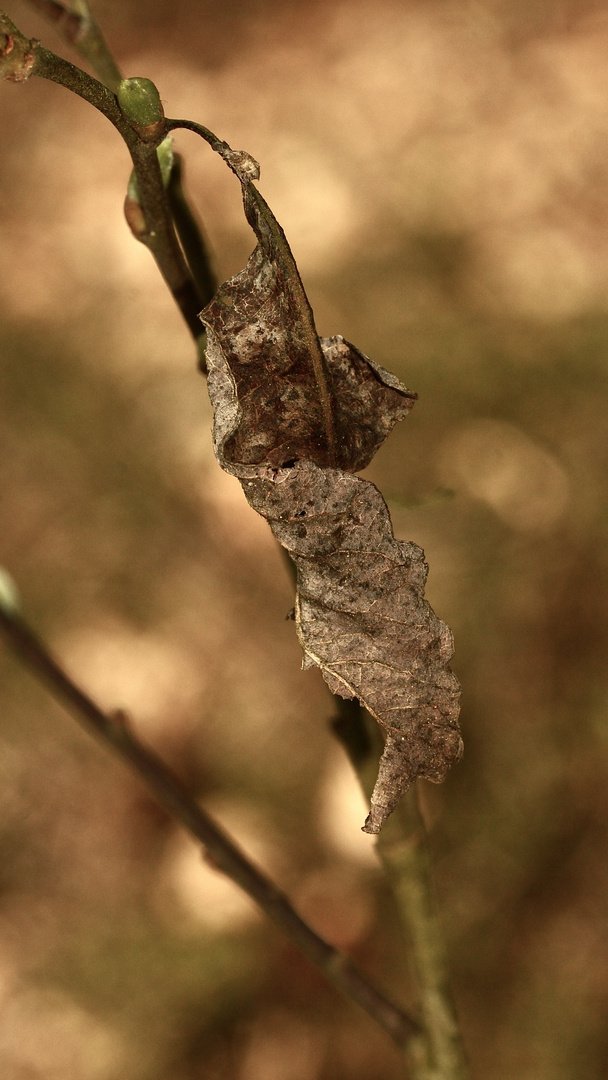 (1) Die Raupe des Wellenlinien-Rindenspanners (Alcis repandata), ...