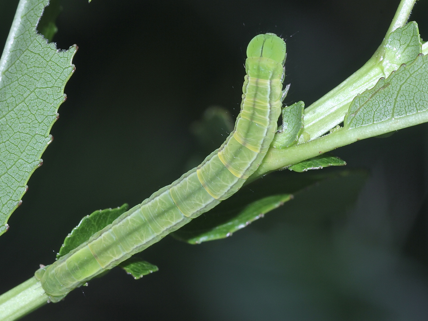 (1) Die Raupe von Scoliopteryx libatrix, ...