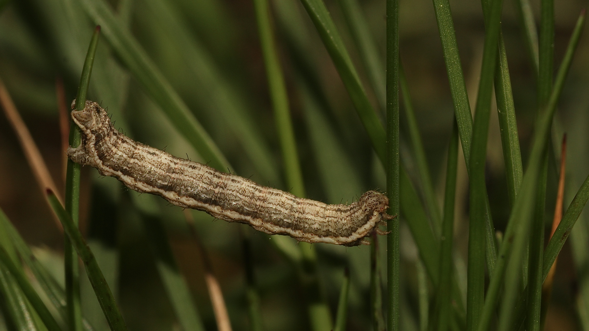 (1) Die recht variable Raupe des HEIDESPANNERs (Ematurga atomaria) ...