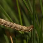 (1) Die recht variable Raupe des HEIDESPANNERs (Ematurga atomaria) ...