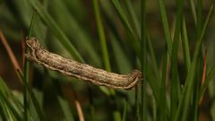 (1) Die recht variable Raupe des HEIDESPANNERs (Ematurga atomaria) ...