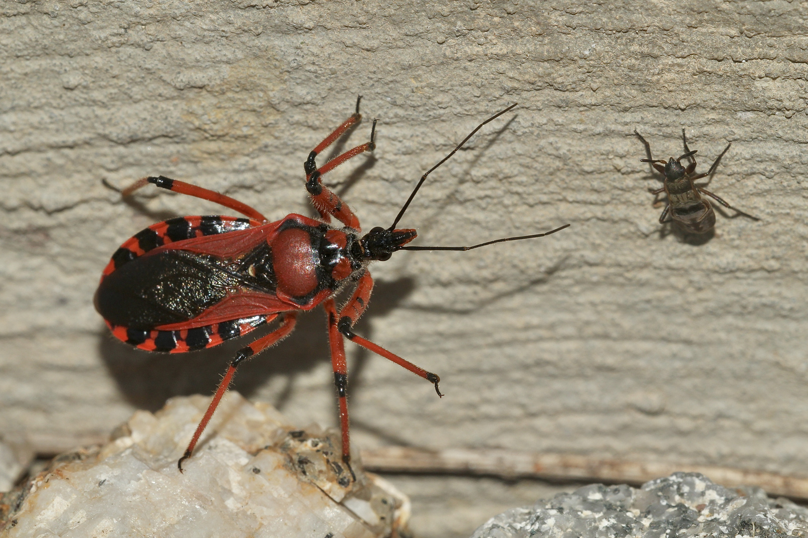 (1) Die Rote Mordwanze (Rhynocoris iracundus) ...