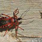 (1) Die Rote Mordwanze (Rhynocoris iracundus) ...