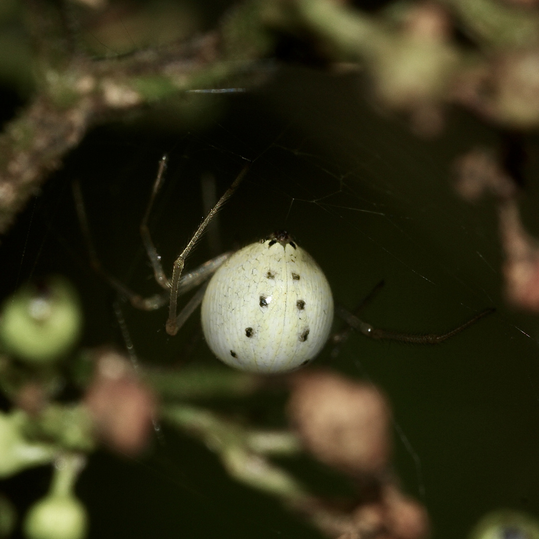 (1) Die "Rotgestreifte" Kugelspinne (Enoplognatha cf. ovata) ...