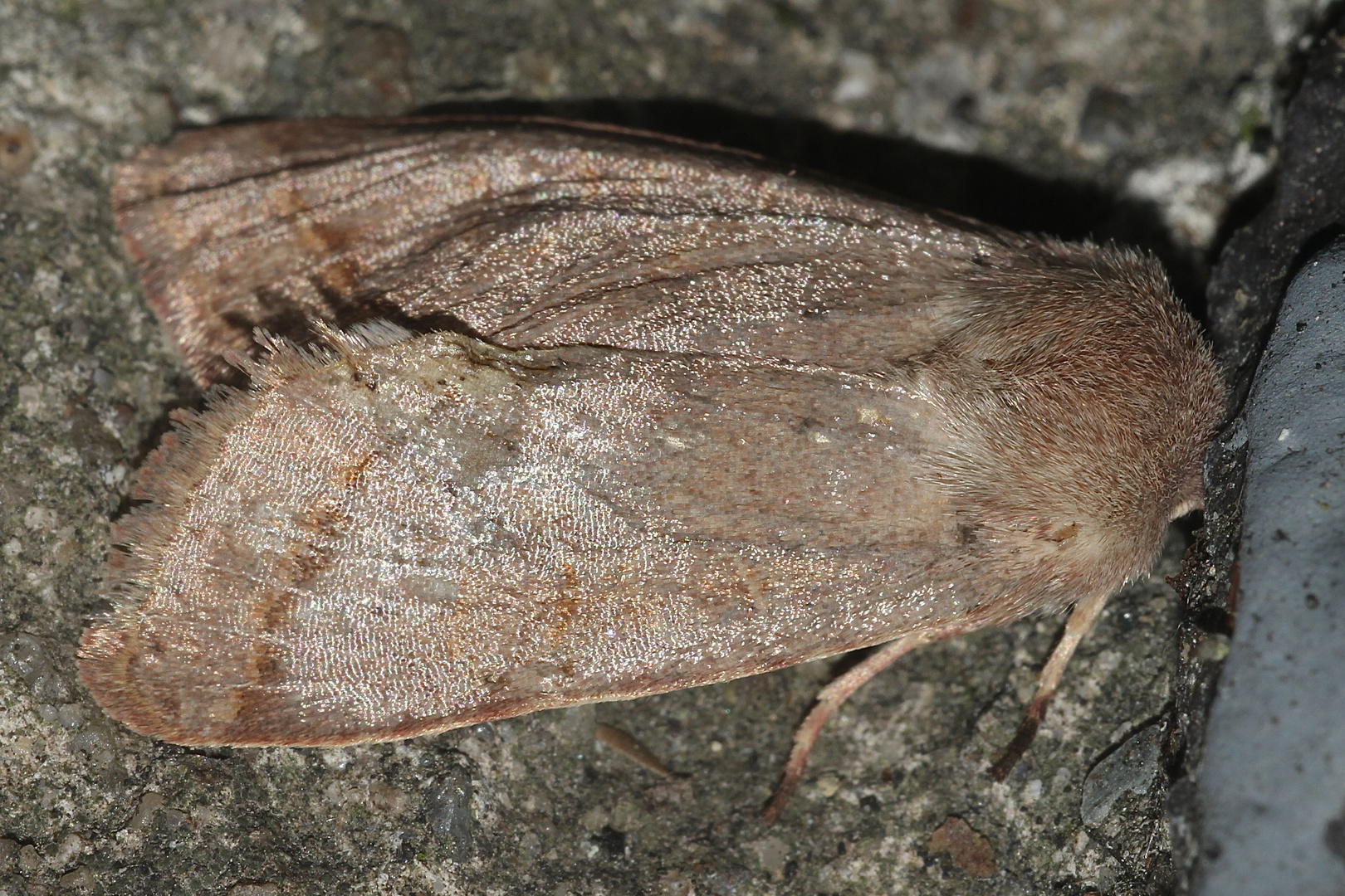 (1) Die Rundflügel-Kätzcheneule (Orthosia cerasi) ...