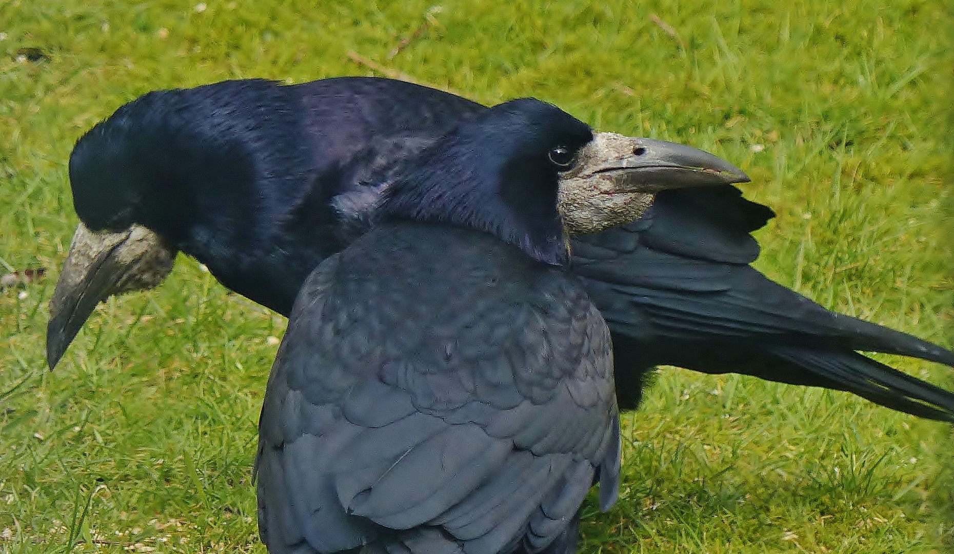 (1) Die Saatkrähe (Corvus frugilegus)...