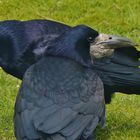 (1) Die Saatkrähe (Corvus frugilegus)...