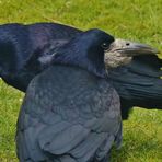 (1) Die Saatkrähe (Corvus frugilegus)...