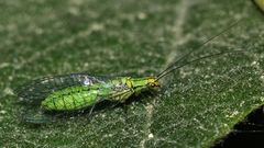 (1) Die schöne Florfliege HYPOCHRYSA ELEGANS ...