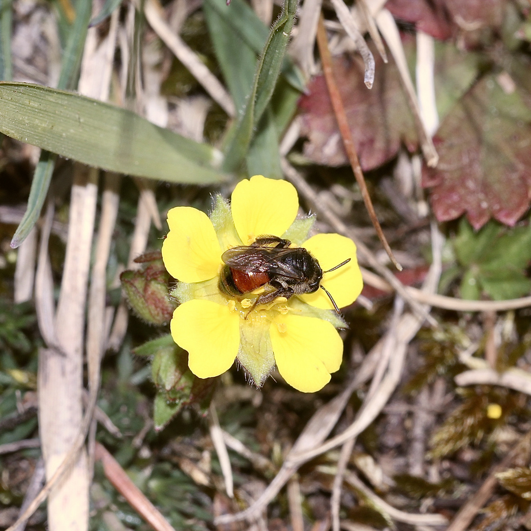 (1) Die seltene Fingerkraut-Sandbiene (Andrena potentillae) ...