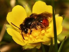 (1) Die seltene, winzige Fingerkraut-Sandbiene (Andrena potentillae) ...