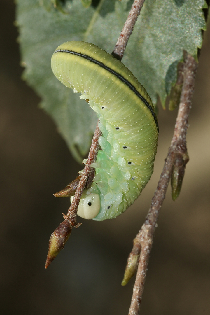 (1) Die sicher 3,5 Zentimeter lange, ausgewachsene Raupe ...