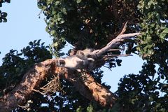 (1) Die Südliche Grüne Meerkatze, "Vervet Monkey" (Chlorocebus pygerythrus)