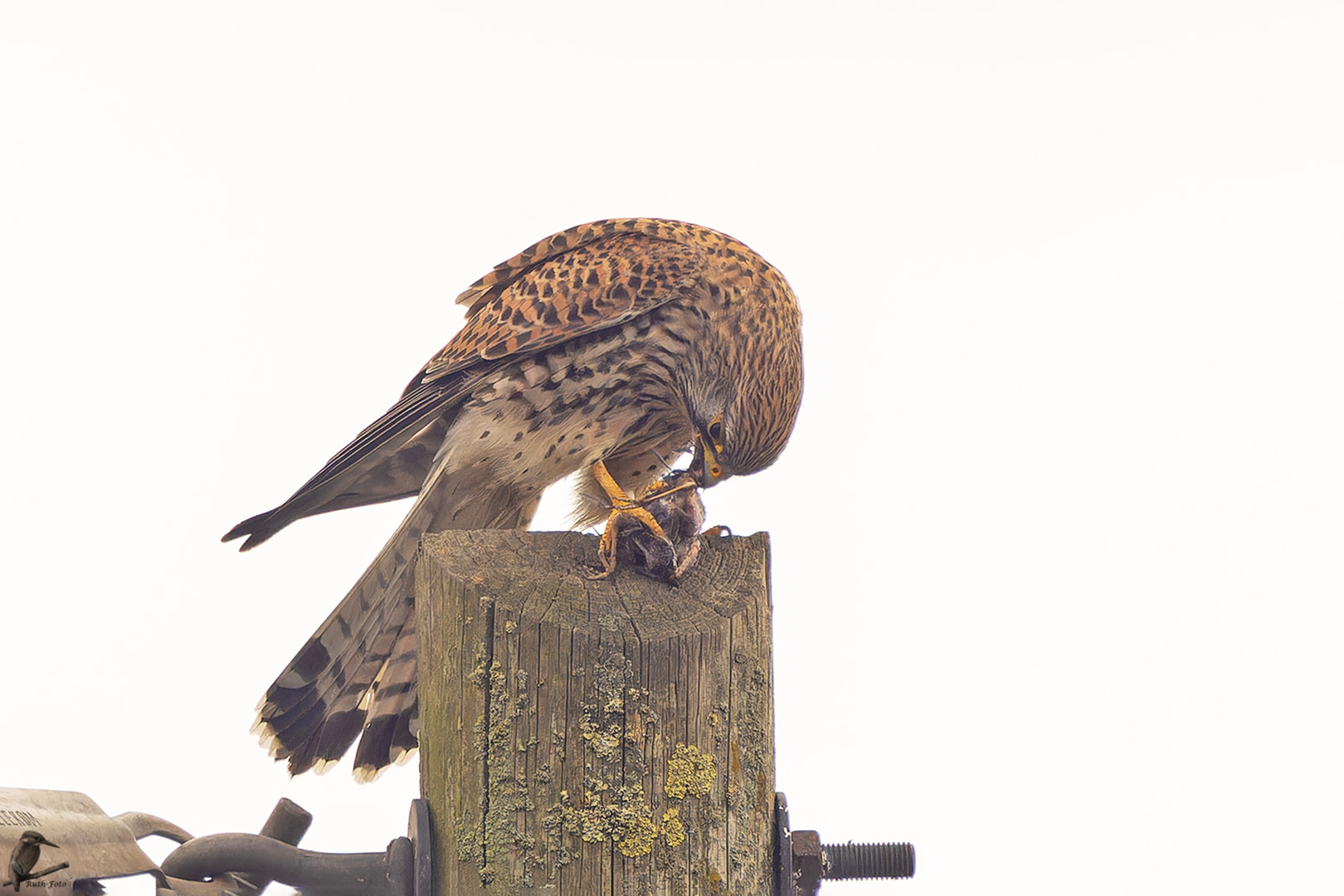 1. Die Turmfalken-Dame hat einen Vogel gefangen,