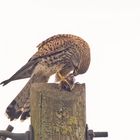 1. Die Turmfalken-Dame hat einen Vogel gefangen,