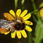 (1) Die (wie so viele) gefährdete Wildbienenart DASYPODA HIRTIPES