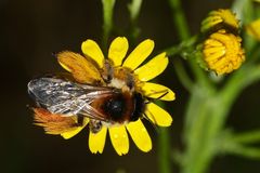 (1) Die (wie so viele) gefährdete Wildbienenart DASYPODA HIRTIPES