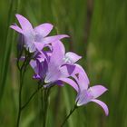 (1) Die Wiesen-Glockenblume (Campanula patia) ...